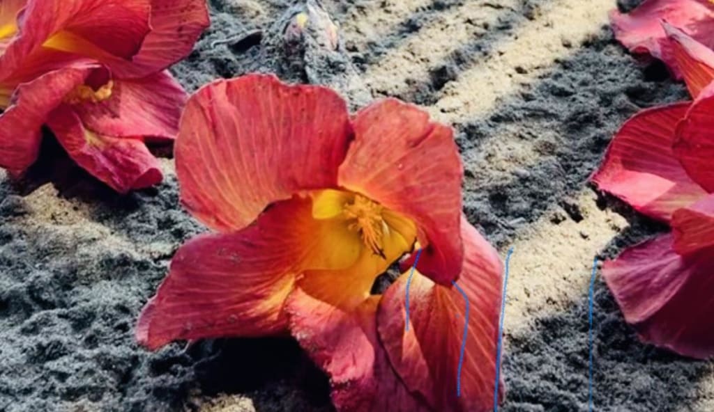 A close-up of vibrant red and orange flowers lying on sandy, textured ground, with sunlight highlighting the delicate petals and a faint shadow visible nearby.